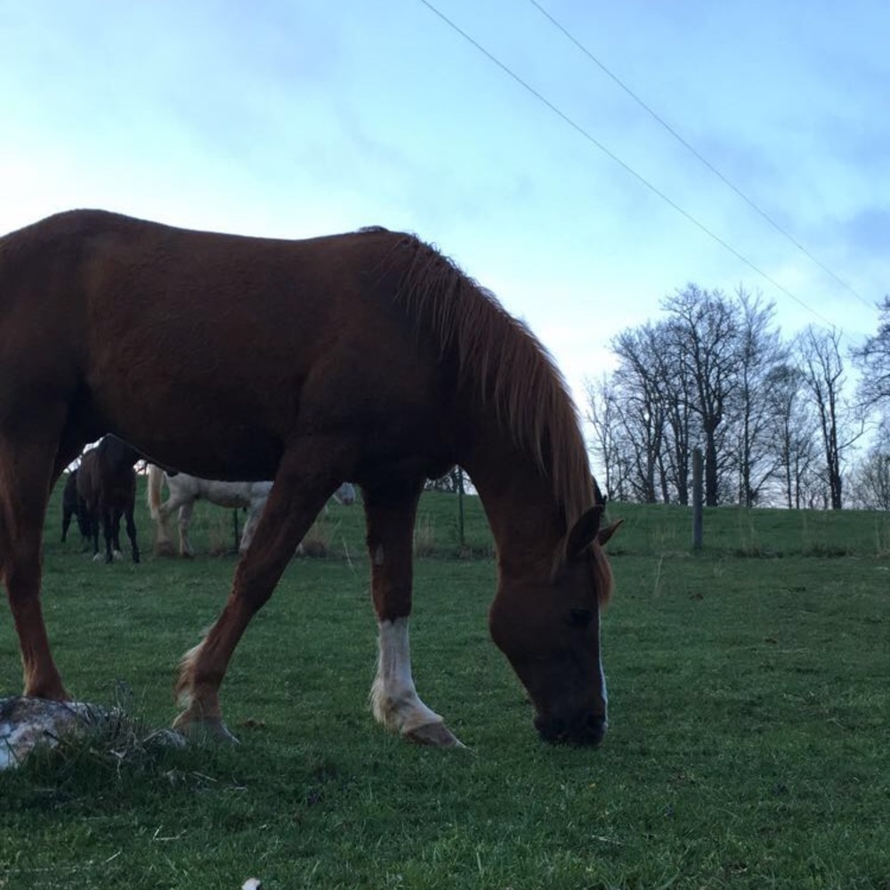 Meet your Posher, Bri